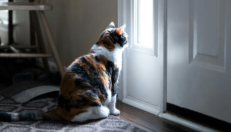 The 6 Common Reasons Why Your Cat Guards Your Door