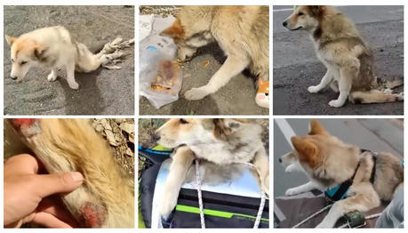 A Young Man Cycling in Tibet, Encountered a Disabled Stray Dog, Rescued Him and Took Him to See Mount Everest