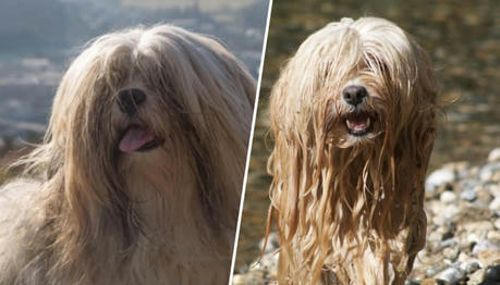 Bobby The Lhasa Apso - Our Beloved Family Member Who Barks Loudly